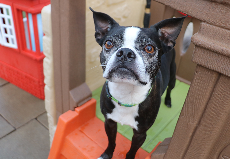 Is Doggie Daycare Bad For Dogs